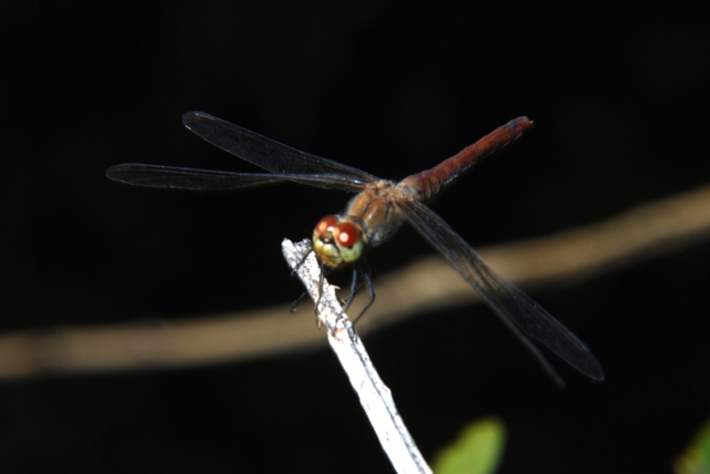 Libellula - Sympetrum meridionale e sanguineum